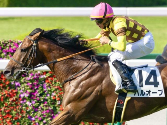 アイドルホースオーディション3位のハルオーブ JRAでの2勝目なるか