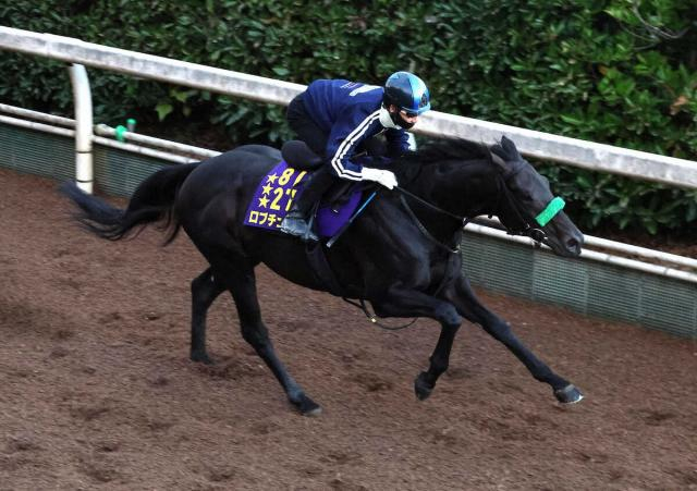 【菊花賞2週前追い】ロブチェン　3冠へ動き柔軟　馬なりのまま4F55秒4〜1F12秒6