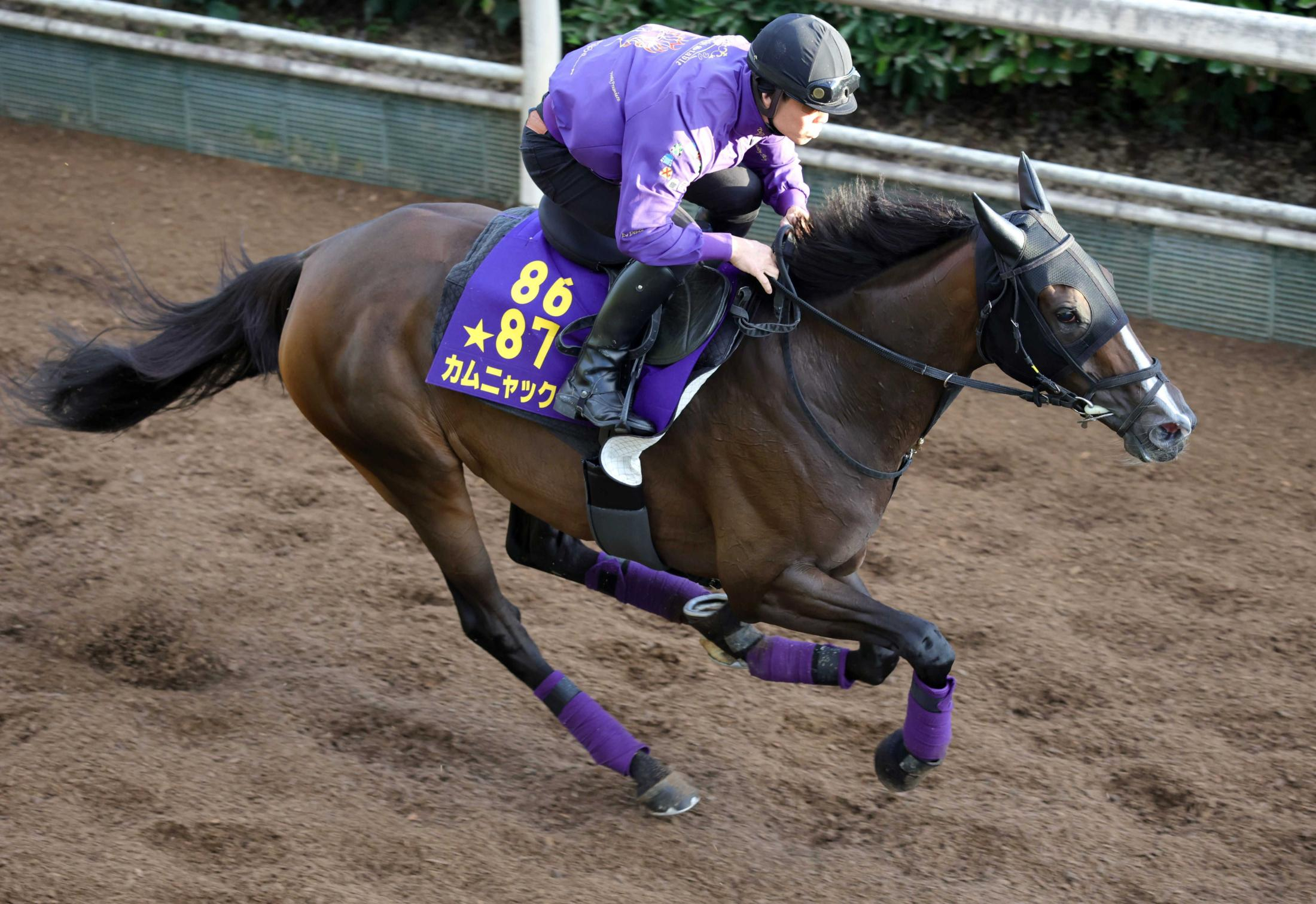 【アイルランドＴ】カムニャック　栗東坂路を馬なりのまま軽快走　秋の大一番へ勝って弾みを　友道師「状態はいい」