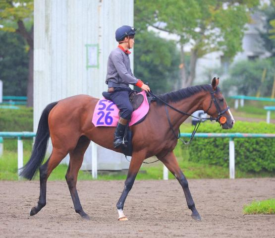 【東京新馬戦】サントシャペル　重賞馬と互角に併入　荻野極「初戦からやれる」