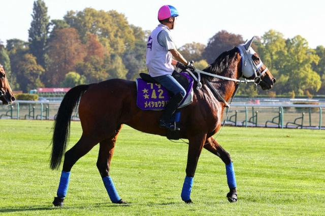メイショウタバル　凱旋門賞から帰国　復帰戦はジャパンCか有馬記念へ