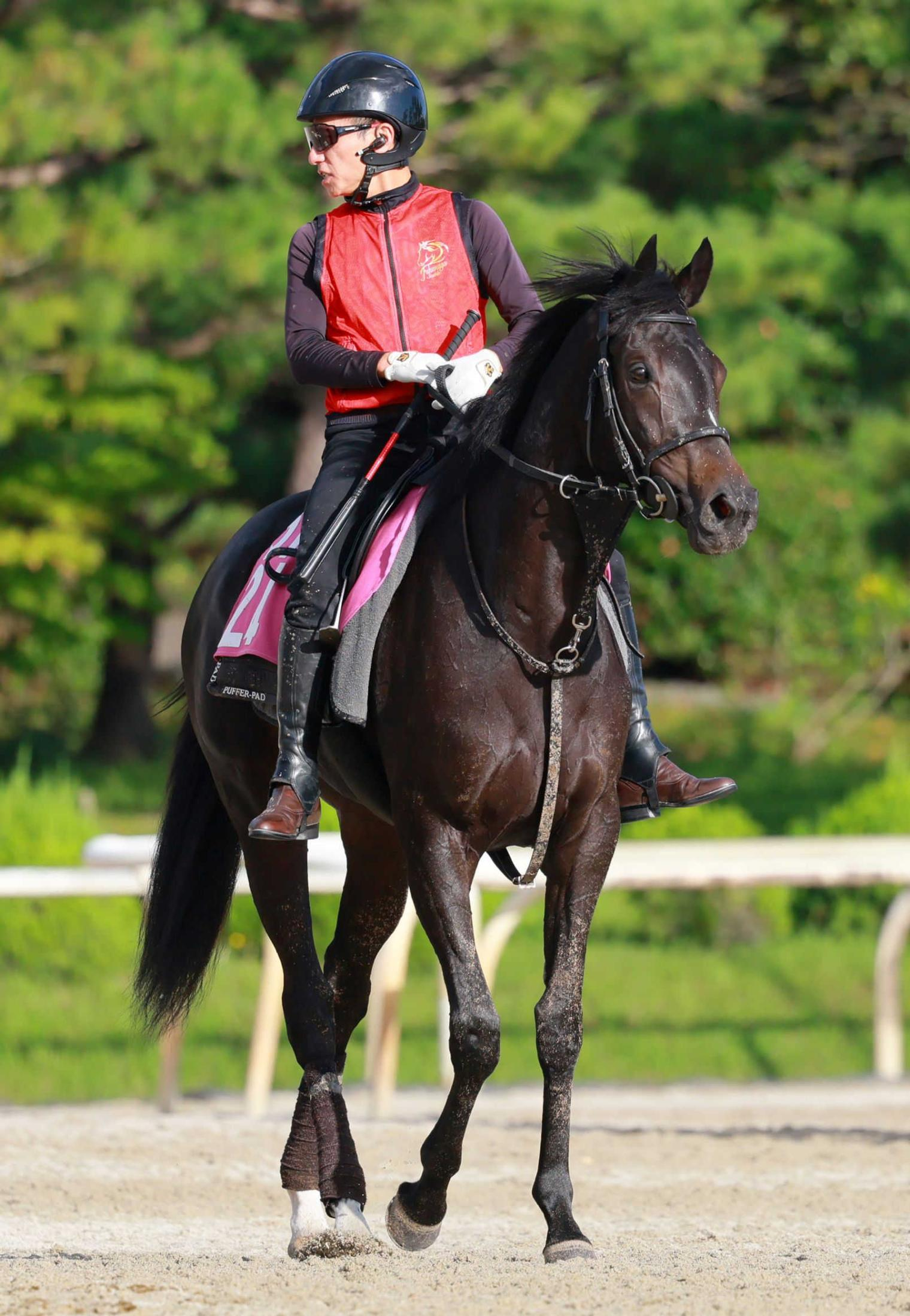 【新馬戦】キューティボンド　兄にダノンベルーガ、姉にボンドガールの良血に期待　福永師「芝向きのいい走り」