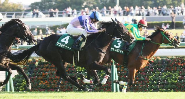 【サウジアラビアRC】アゴルディーノ差し切った!エフフォーリア産駒重賞初V　天国の田村師にささぐ