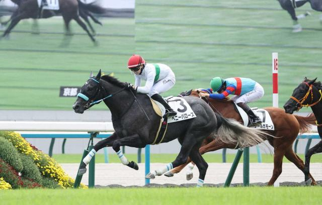 【京都新馬戦】ベニーバローズ　粗削りだけど強い内容の初陣V　河原田「ゲートセンスがいい」