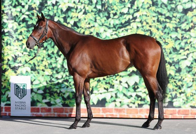 【秋華賞】マスターソアラ　牡馬のように大きい顎　一戦ごとに馬体重増は心強い