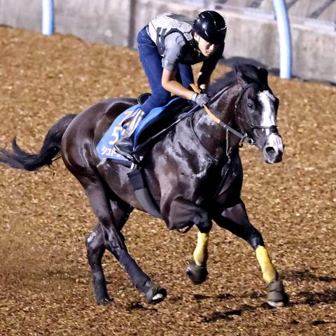【注目馬動向】ジャックルマロワ賞9着のシュトラウスはキャピタルSへ　キャロットクラブが発表