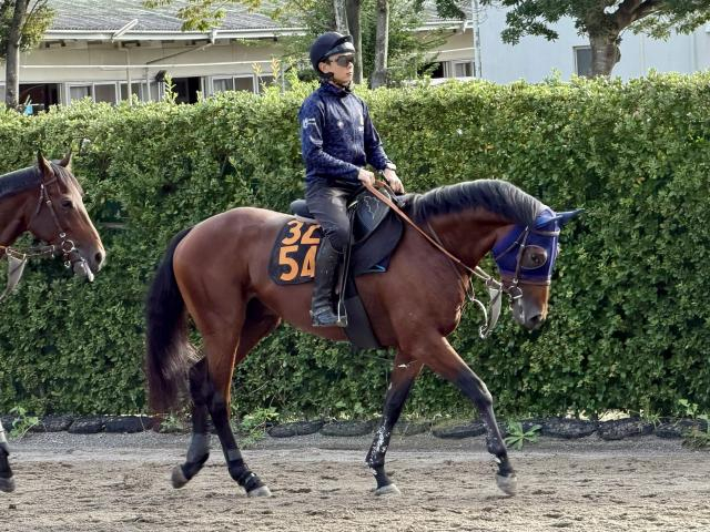母は英G2勝ち馬 サトノエスパーダが土曜東京で初陣/関東馬メイクデビュー情報