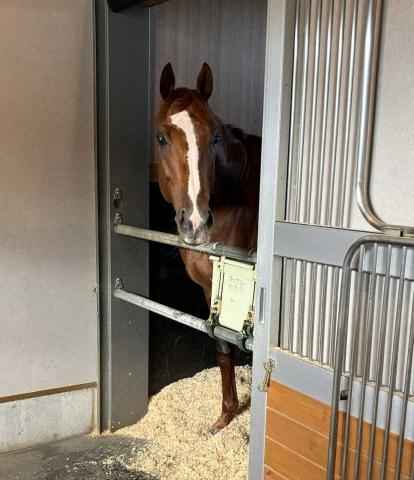 メイショウハチロー　南部杯Vから一夜明け元気「まだ走れるぐらい」
