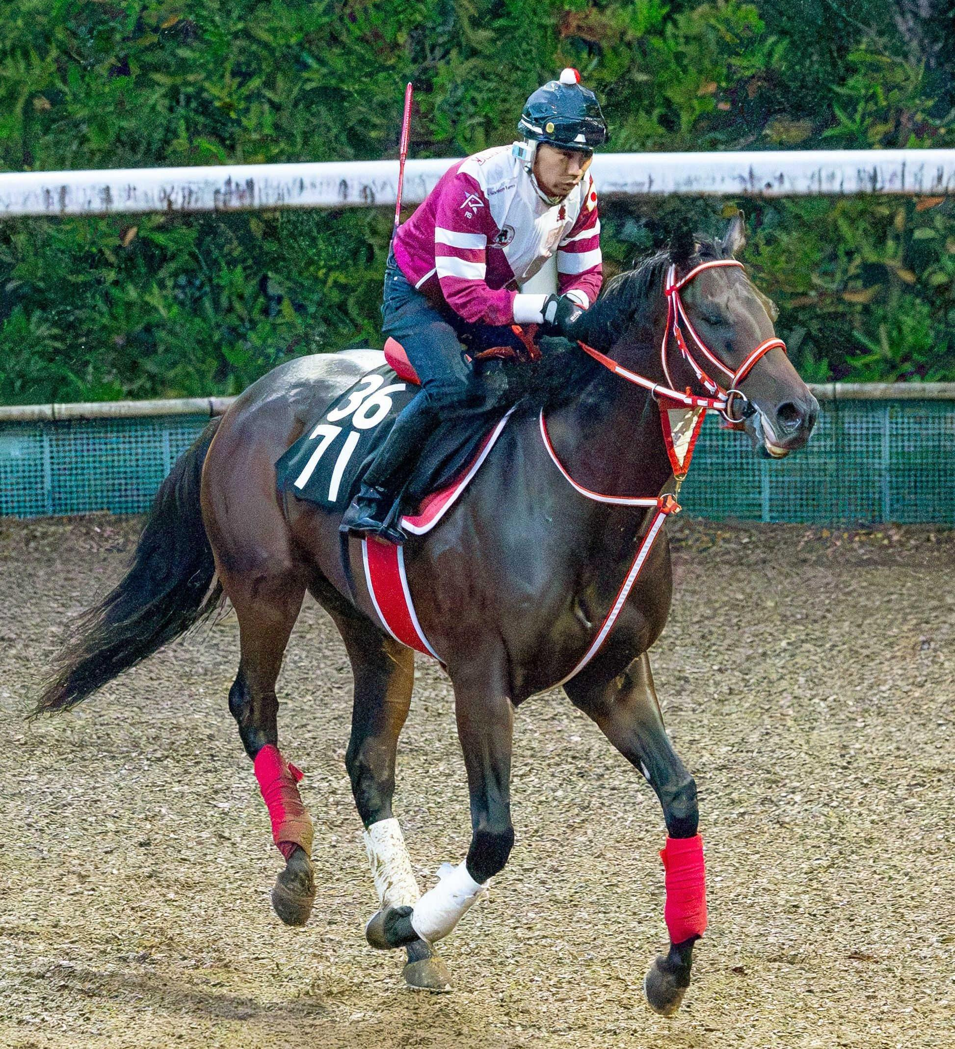 【新馬戦】フォーエバーヤングの半弟ヤングリッチ　芝から第一歩踏み出す　１週前追い切りでは上々の時計