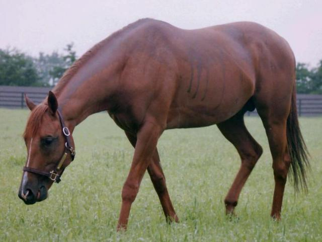 「神の馬」ラムタラに捧げた貴重な1勝 メイショウラムセスの02年富士Sを回想
