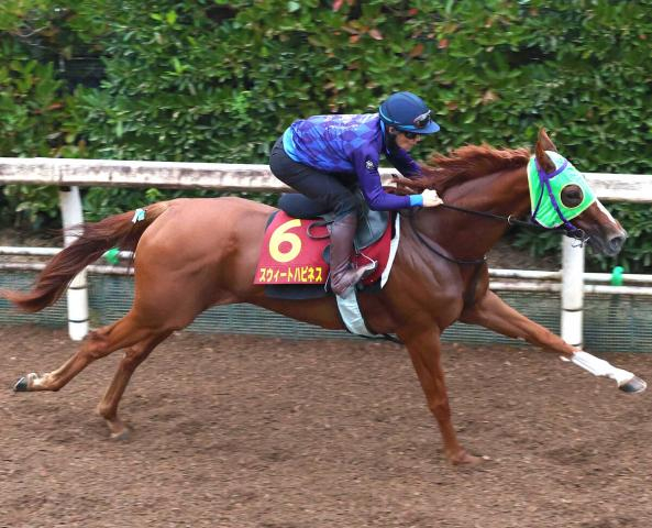 【秋華賞】京都3戦3連対スウィートハピネスは佐々木大輔騎手を背に力強い脚取り「動きはシャープになったかな」