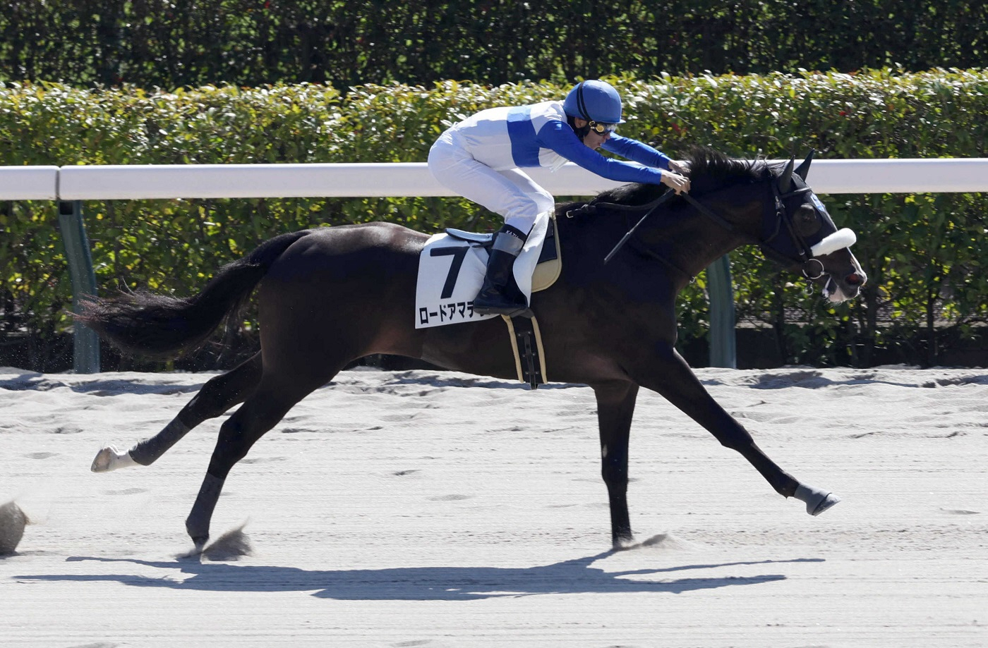今週デビュー予定のダノンカンタービレは２５日の京都５Ｒに初陣変更　新馬戦ＶのロードアマデウスはカトレアＳを視野に