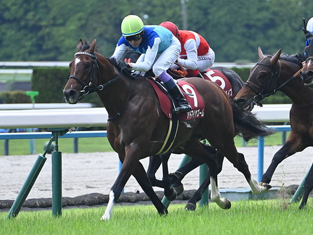 【富士S枠順確定】アドマイヤズームは4枠5番、トロヴァトーレは3枠4番
