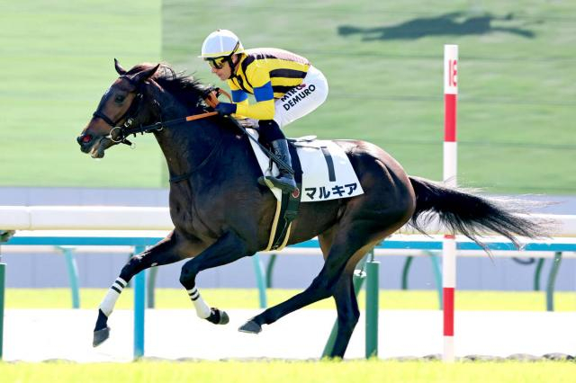 【京都5R・2歳新馬】現2歳世代初の400キロ以下のデビューV!　マルキアが大外一気の差し切りにMデムーロ騎手も驚き