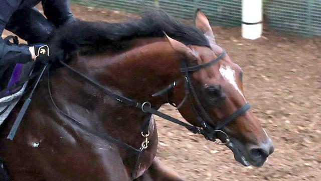 【富士S】武豊騎手のアドマイヤズームは6着　直線で一時は先頭をうかがうも「ギアがもうひとつあるはずなんだけど...」