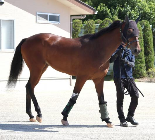 【秋華賞】初の関西輸送を無事クリア　武豊騎手と挑むマスターソアラは「不安を感じるところもなかった」