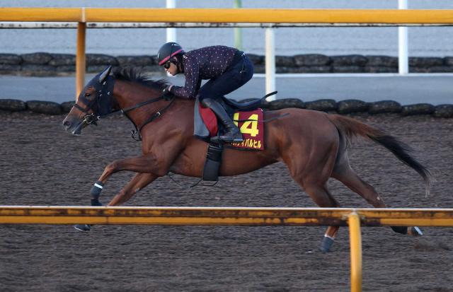 【秋華賞】(15)フェスティバルヒル　しまいを生かす　四位師「大一番に向けて乗り込んできた」