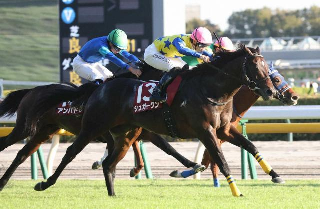 【富士S】シュガークン　復活V　キタサンブラックの半弟　屈腱炎乗り越え2年半ぶり美酒