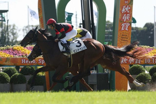 【京都新馬戦】ビンドゥング　G前首差捉えV　戸崎「最後も伸びてくれた」