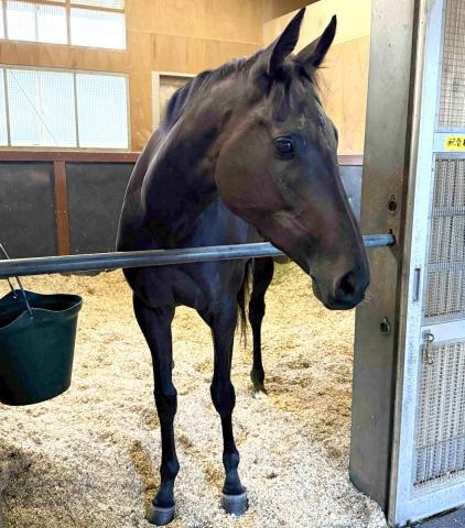 無敗の秋華賞馬モンローウォークは当日18時前に栗東に帰厩　一夜明け元気な姿に陣営「いい経験になったんじゃないかな」