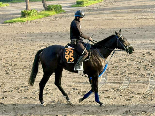 母は米G3勝ち馬 プレイヤが土曜東京で初陣/関東馬メイクデビュー情報