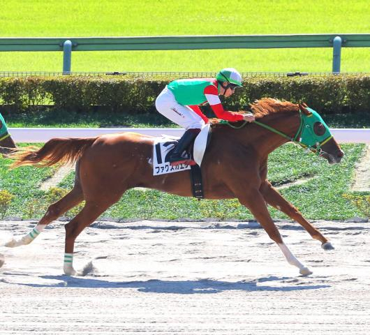 【注目馬動向】斎藤誠厩舎の新馬Vファクスカエリはもちの木賞、ワンダフルワールドは赤松賞を視野