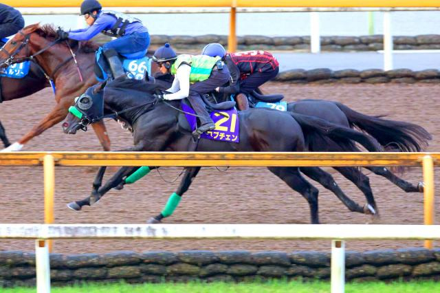 【菊花賞】ロブチェン3冠へ必勝ルーチン!皐月賞、日本ダービーと同じCWコースの半マイルから併せ馬