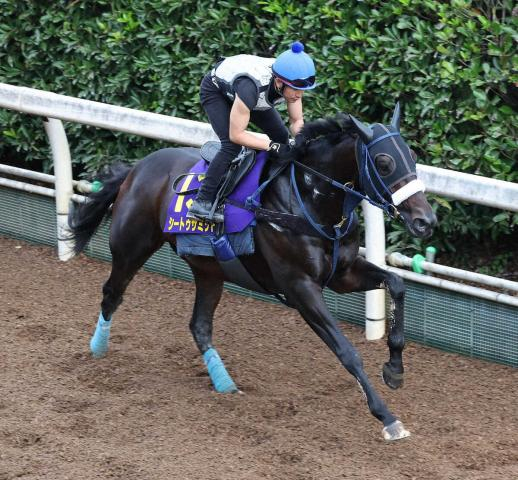 【菊花賞】シートゥサミット　直前は軽やかに4F57秒8　吉岡師は満足げ「いい雰囲気」