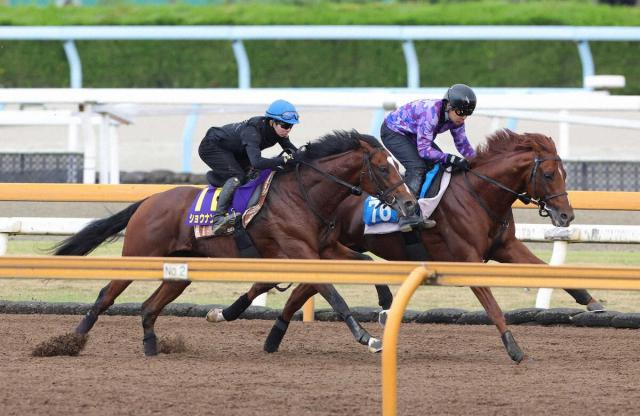 【菊花賞】ショウナンガルフ　直線で鋭く反応　ラスト1F11秒5「折り合いも大丈夫」
