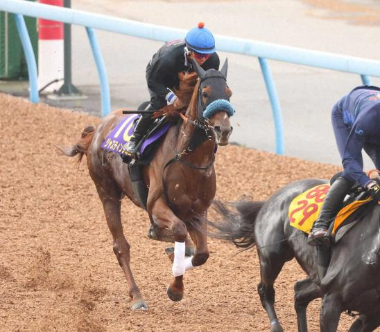 【菊花賞】ジャスティンシカゴ　一定のリズムで併入1F11秒9　宮田師「予定通りこなせた」