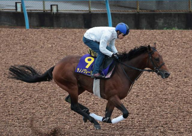 【菊花賞】サノノグレーター　馬なりサラッと1F12秒6　尾形師「間違いなく順調」
