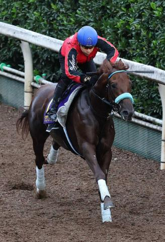 【菊花賞】(16)ショウナンハヤナミ　上積みを強調　渡辺師「京都に替わるのはいい」