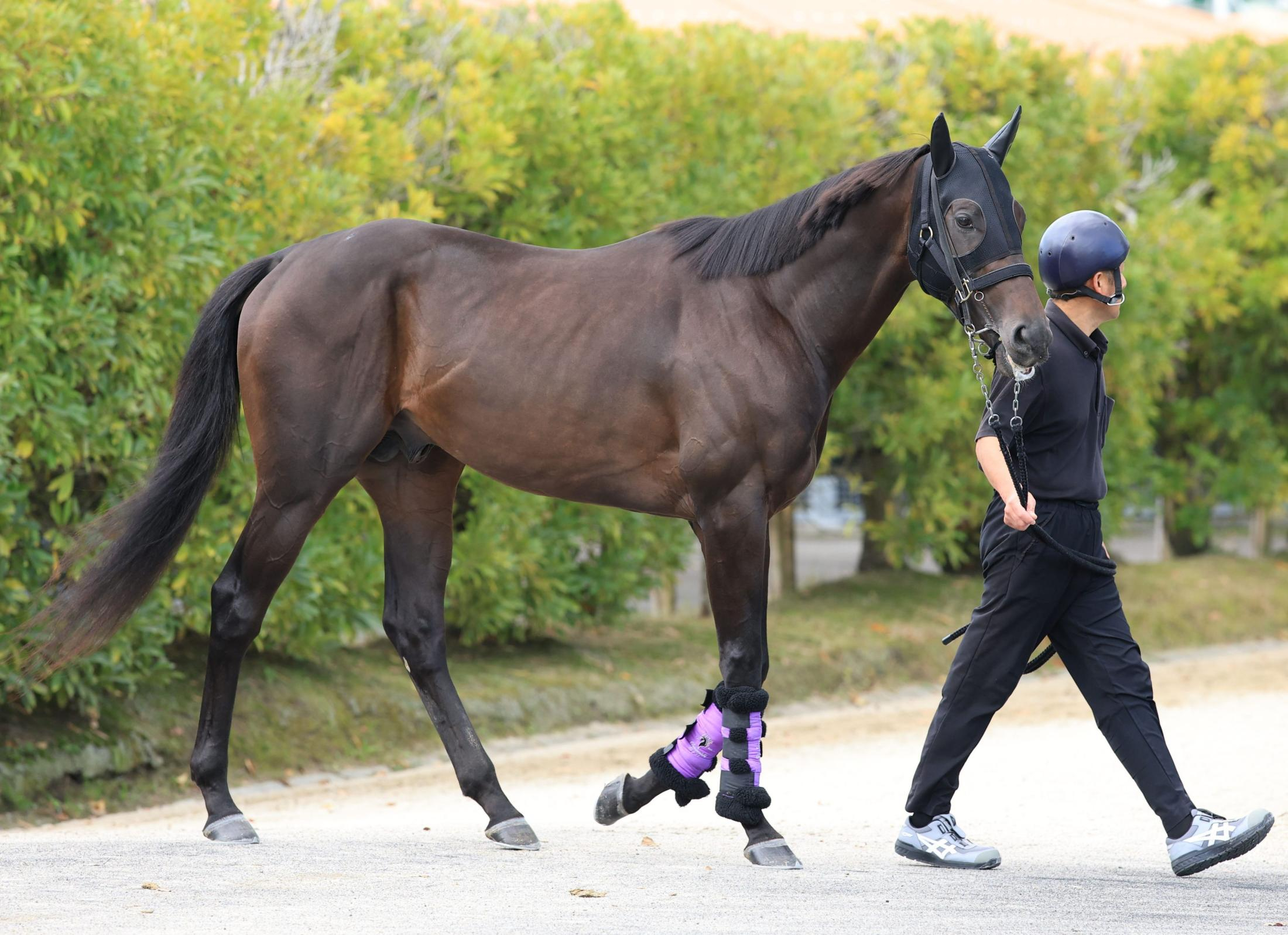 【菊花賞】エムズビギン＆マジョレルブルーは天候で明暗か　名門・友道厩舎は３年連続の２頭出し