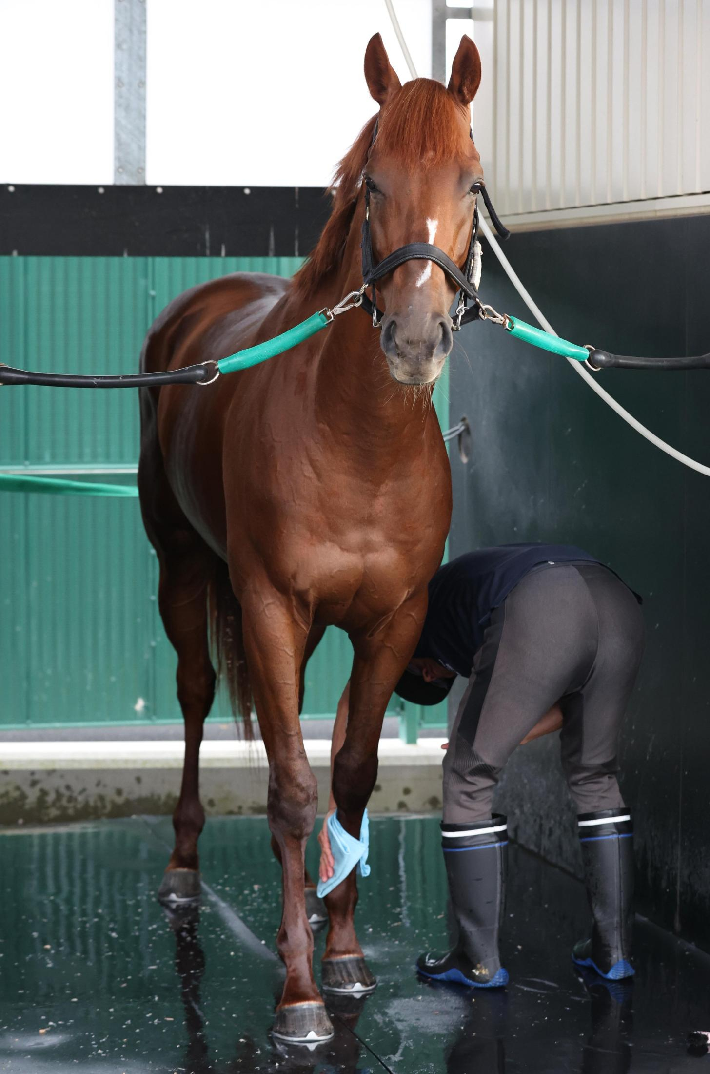 【菊花賞】ジャスティンシカゴ　３枠５番から臨む大一番　追い切り後も元気一杯　宮田師「道中はリズムよく運びたい」