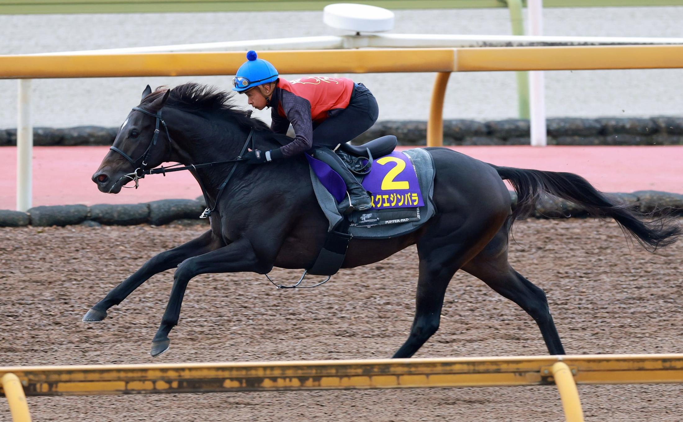 【菊花賞】アスクエジンバラ＆ナリタエスペランサ　福永勢２頭が闘志　福永師はアスクエジンバラに自信「いい状態で使えて何より」