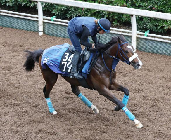 【24日の注目・京都3R】異色のサウジアラビア産馬が初陣Vを目指す　高杉吏麒騎手はフリー転向後、初勝利なるか