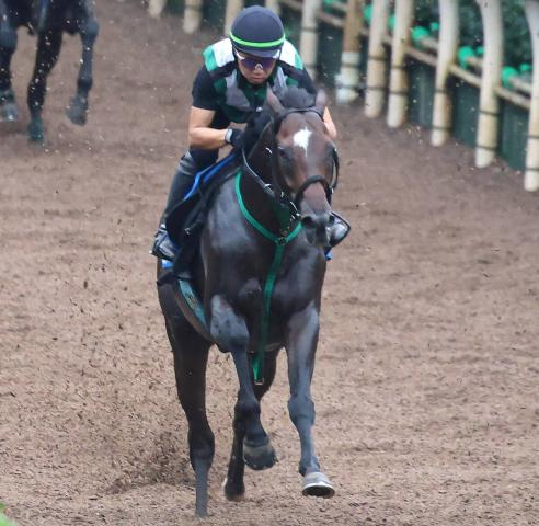 【天皇賞・秋・ヤマタケの特注馬】エイシンフラッシュ来場の日だからこそ怖い鞍上と初コンビ　堅実派タガノデュードが府中ではじける