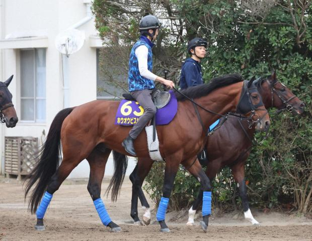 【天皇賞・秋】ホウオウビスケッツ　悲願成就燃える　奥村武師「何とかG1タイトルを」