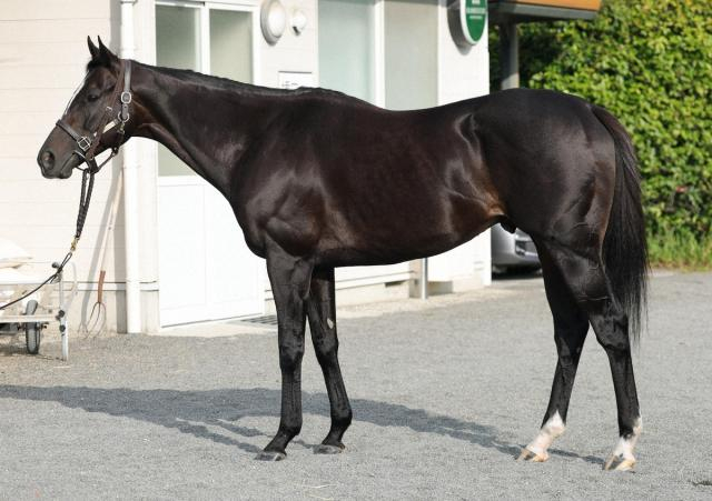 【天皇賞・秋】セイウンハーデス　叩いて状態UP　千野助手「ハッピーエンドを期待したい」
